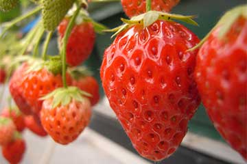 【普段の30分いちご狩り食べ放題では物足りない!思う存分召し上がれ!/町田・三鷹・立川・新宿・池袋発】60分伊豆のいちご狩り食べ放題🍓と約400本の河津桜「かんなみ桜🌸まつり」バスツアー1